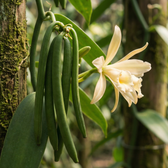 Organic Vanilla