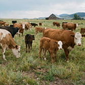 Organic, Grass-fed Whey