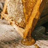 Organic Raw Honey
